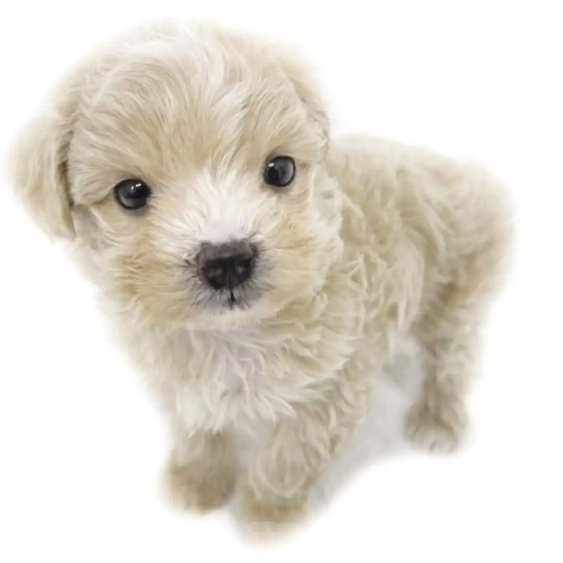 MIX(トイプードル×マルチーズ)