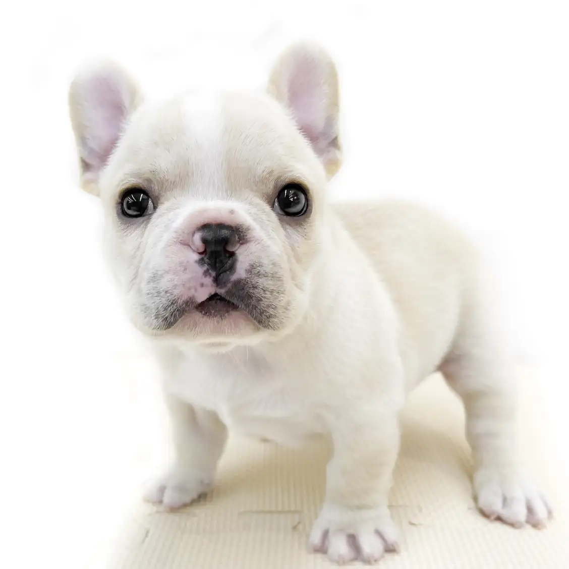 フレンチブルドッグ