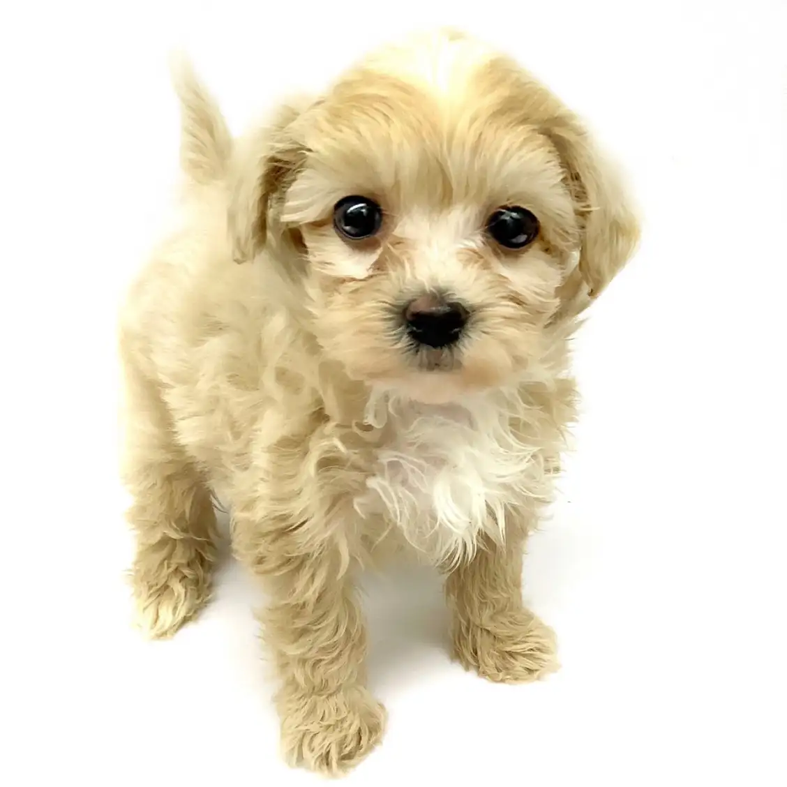 MIX(マルチーズ×トイプードル)