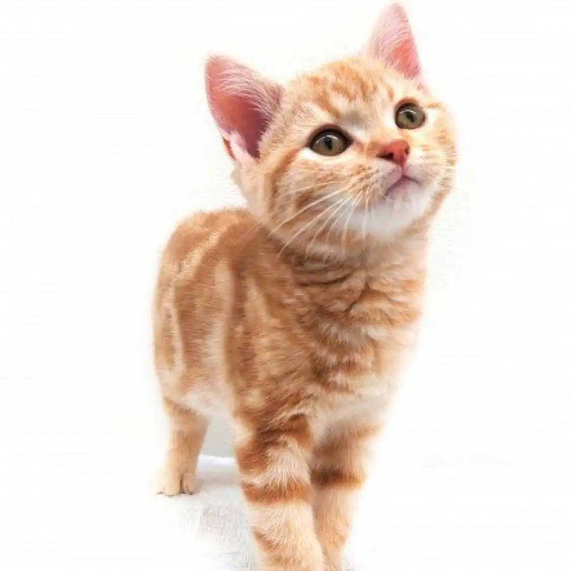 アメリカンショートヘア