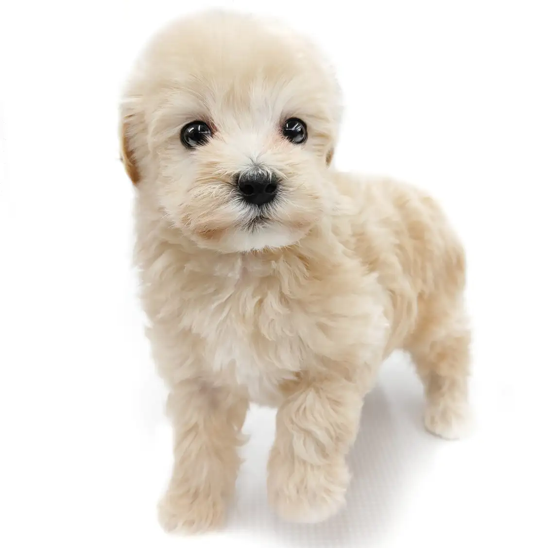 MIX(トイプードル×マルチーズ)