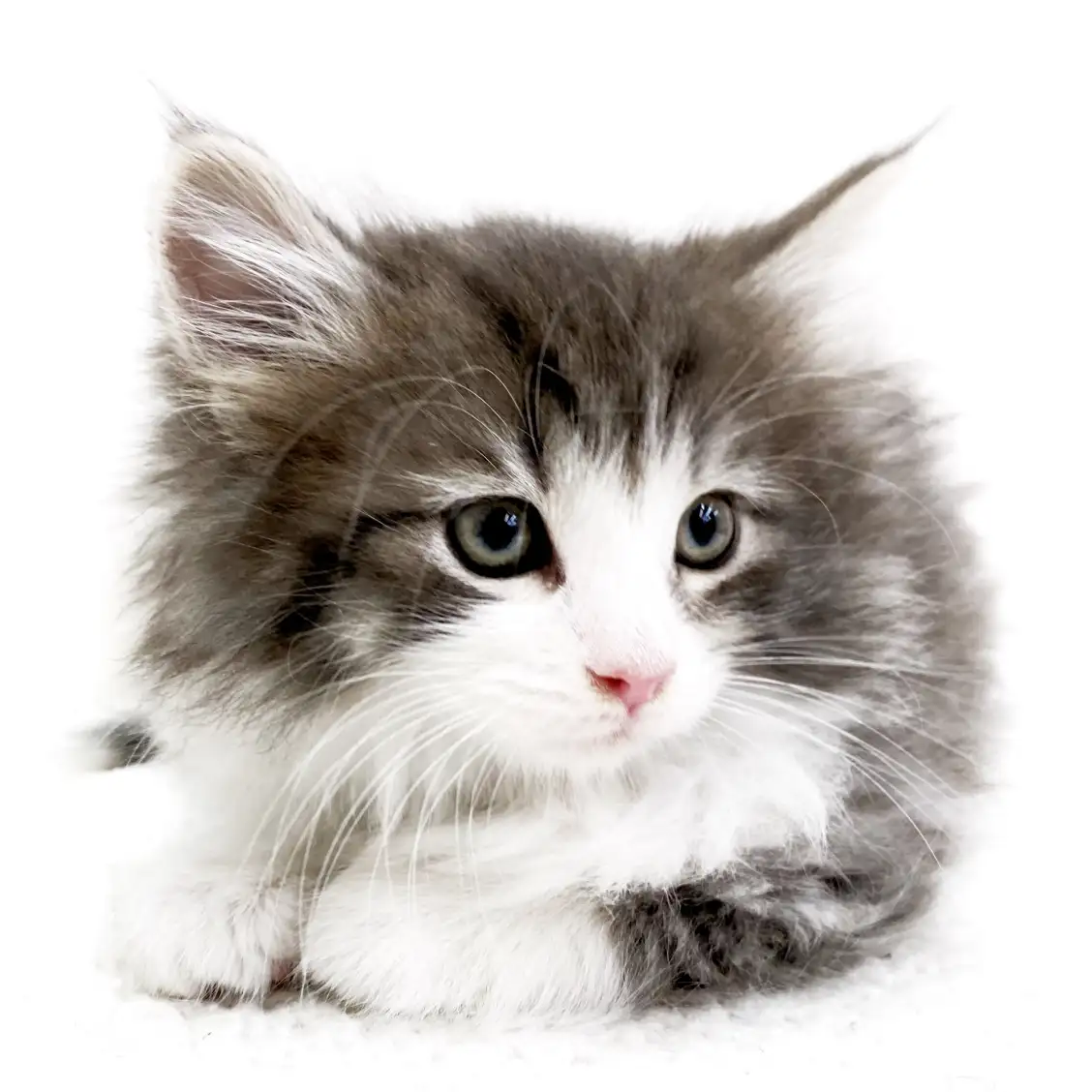 ノルウェージャンフォレストキャット