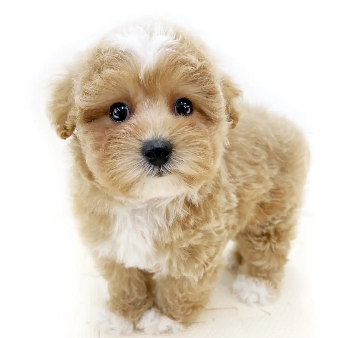 MIX(マルチーズ×トイプードル)