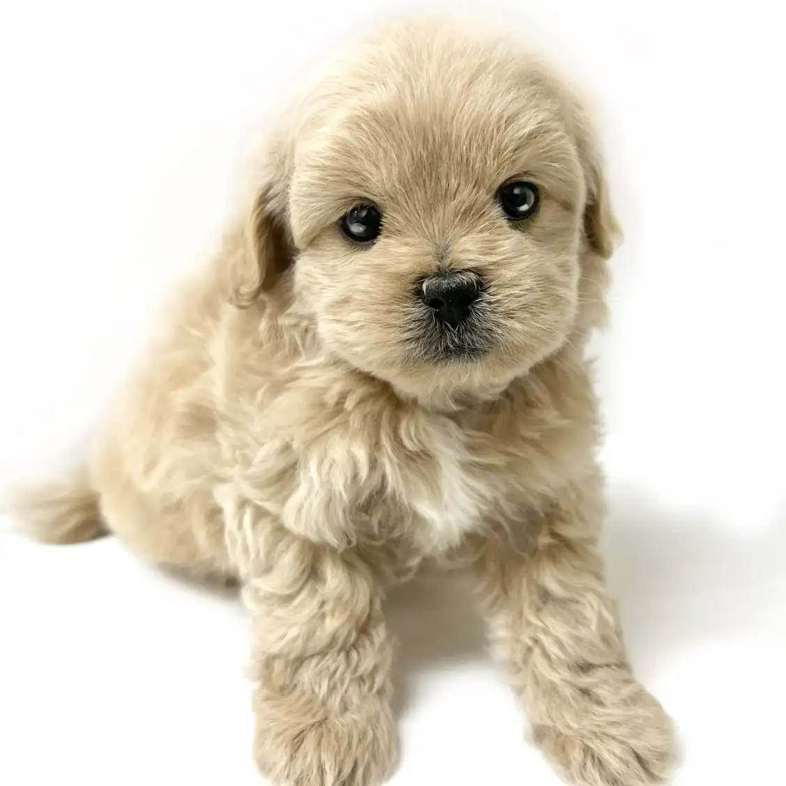 MIX(ペキニーズ×トイプードル)