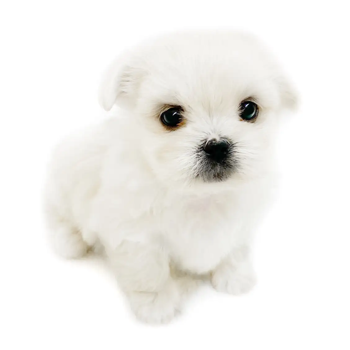 MIX（マルチーズ×ペキニーズ）