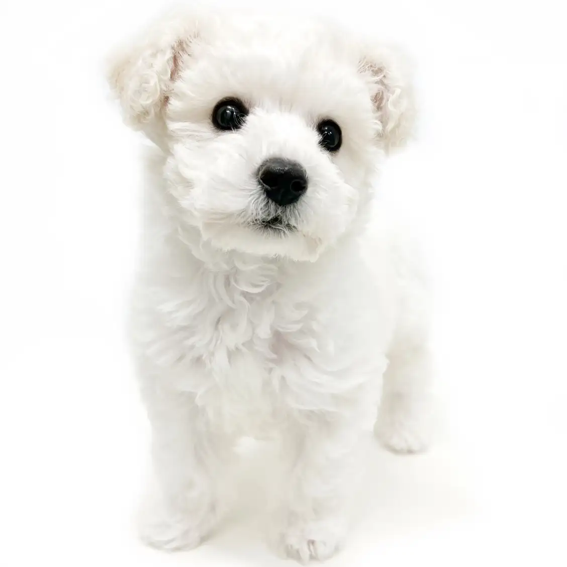 ビションフリーゼ