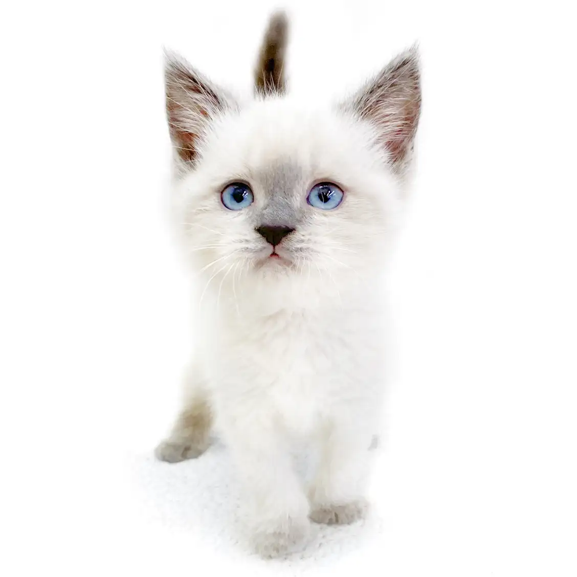 ブリティッシュショートヘア