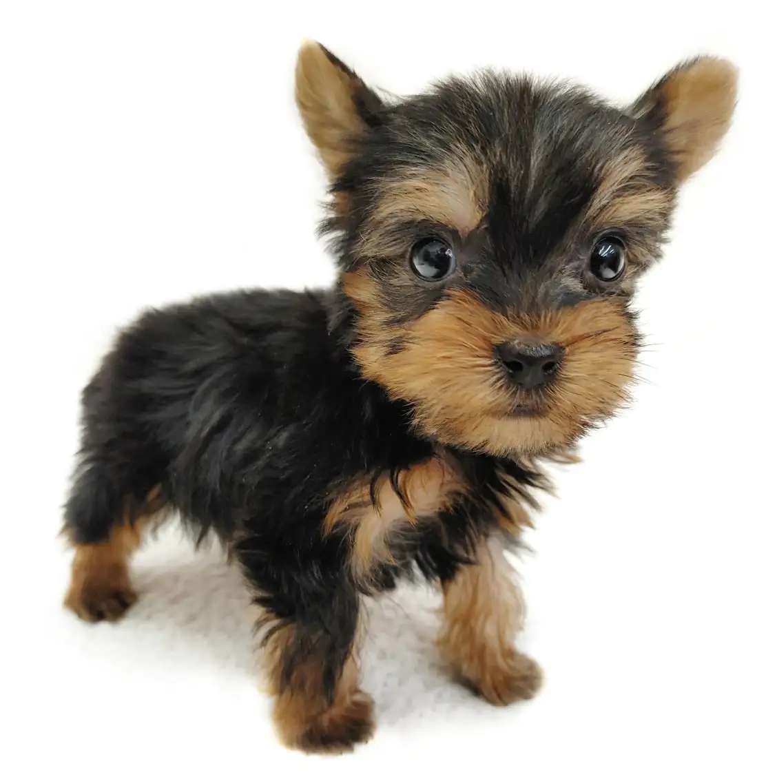 ヨークシャーテリア