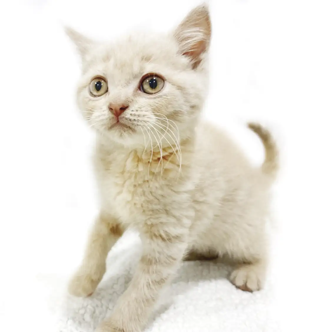 ブリティッシュショートヘア