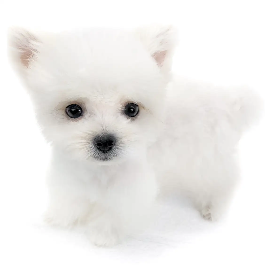 MIX(マルチーズ×ポメラニアン)