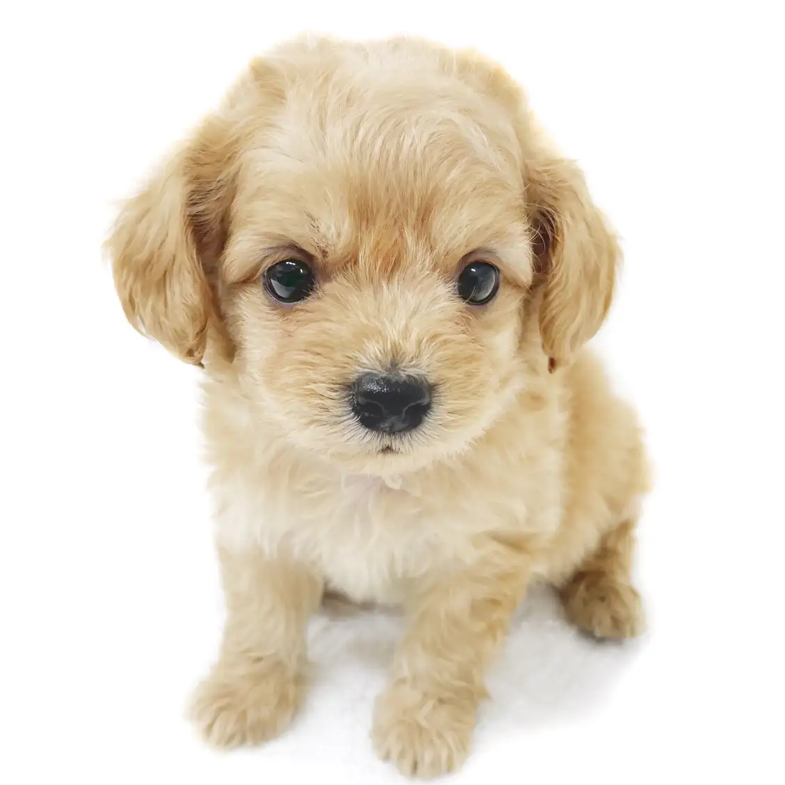 MIX（トイプードル×チワワ）