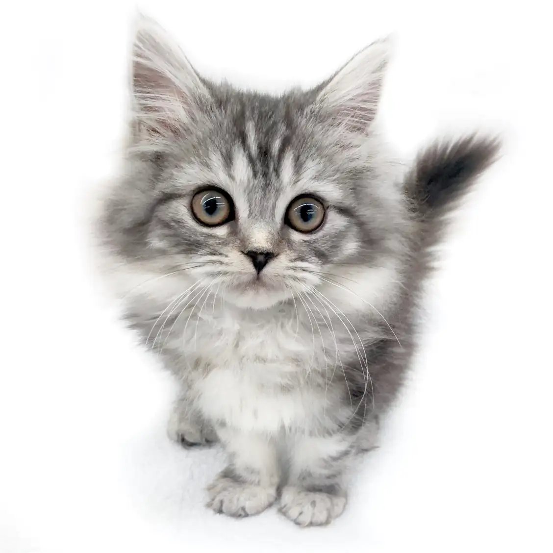 スコティッシュフォールド