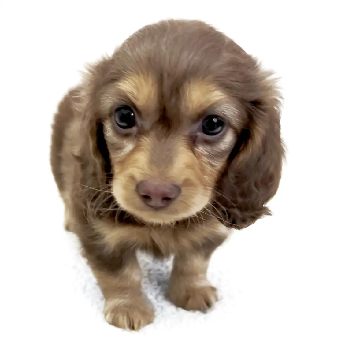 ミニチュア・ダックスフント