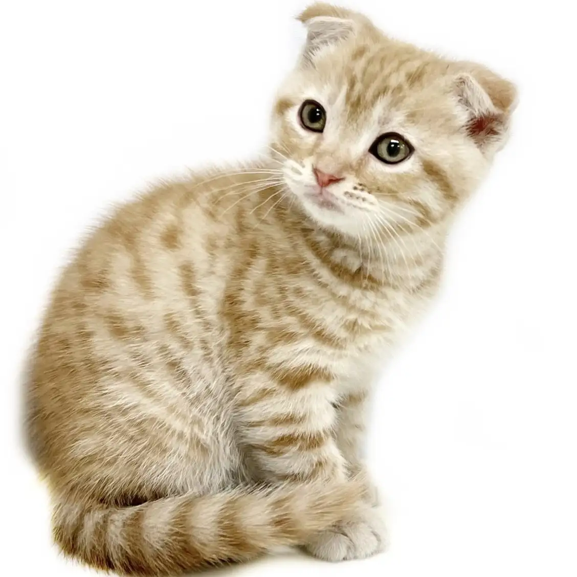 スコティッシュフォールド