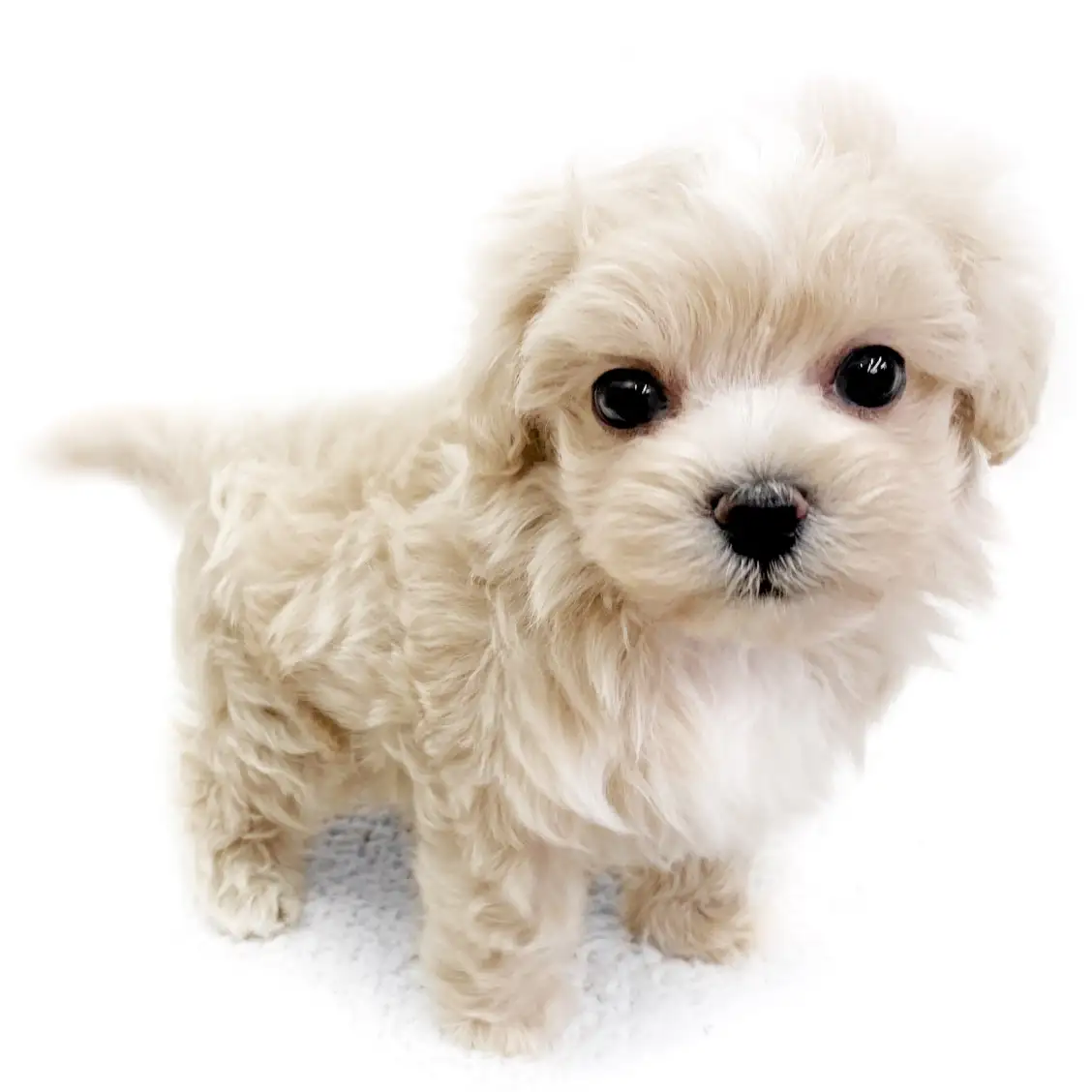 MIX(マルチーズ×トイプードル)