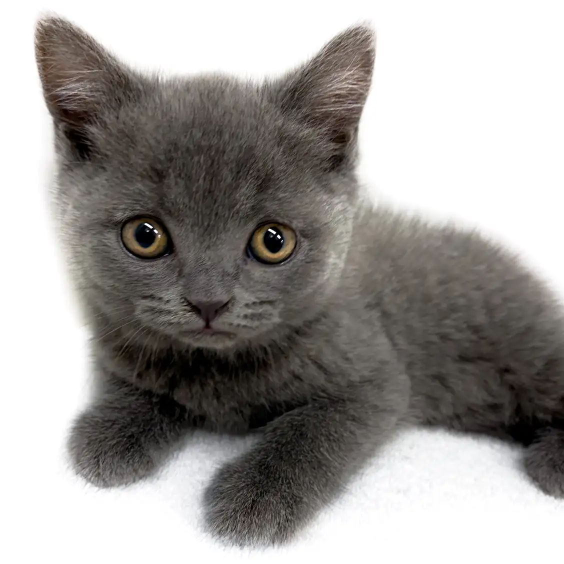 ブリティッシュショートヘア