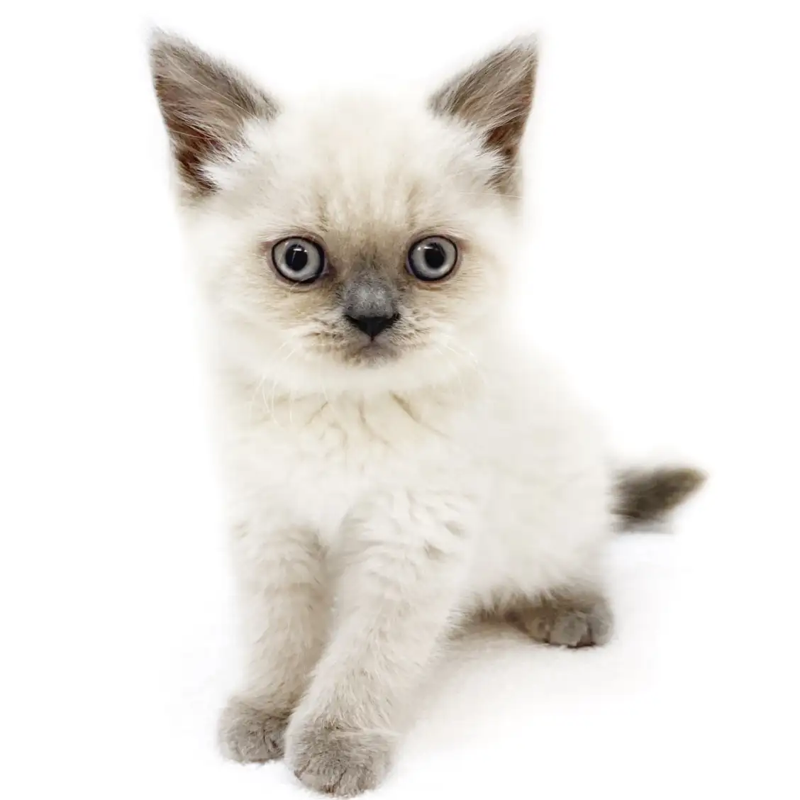 ブリティッシュショートヘア