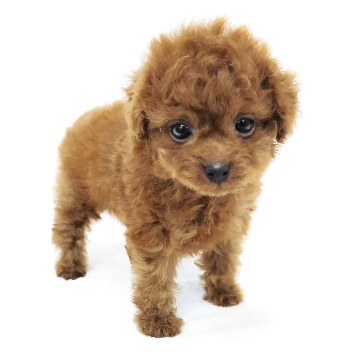 トイ・プードル