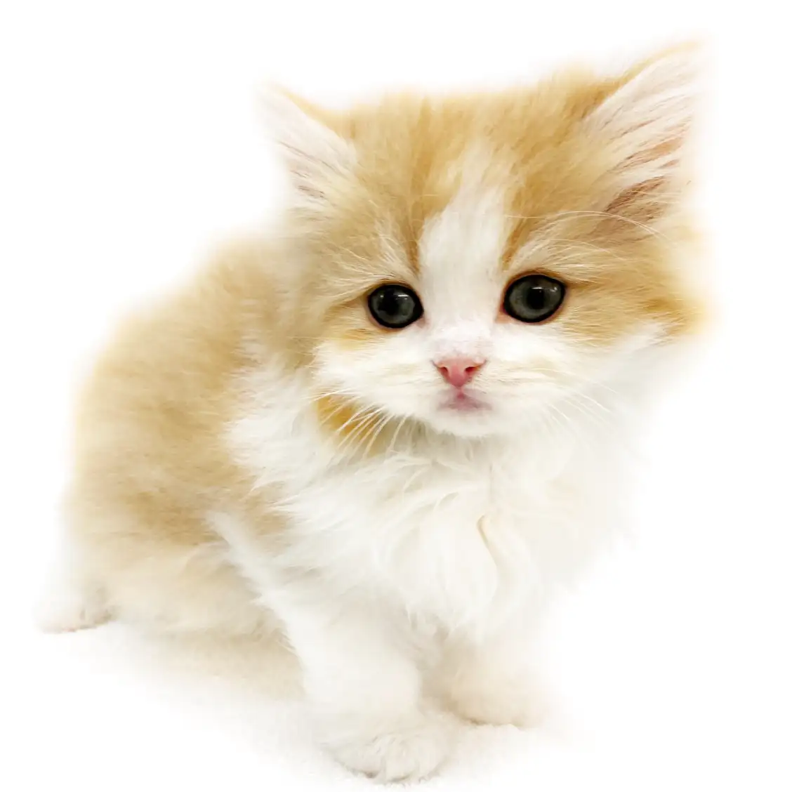 スコティッシュフォールド