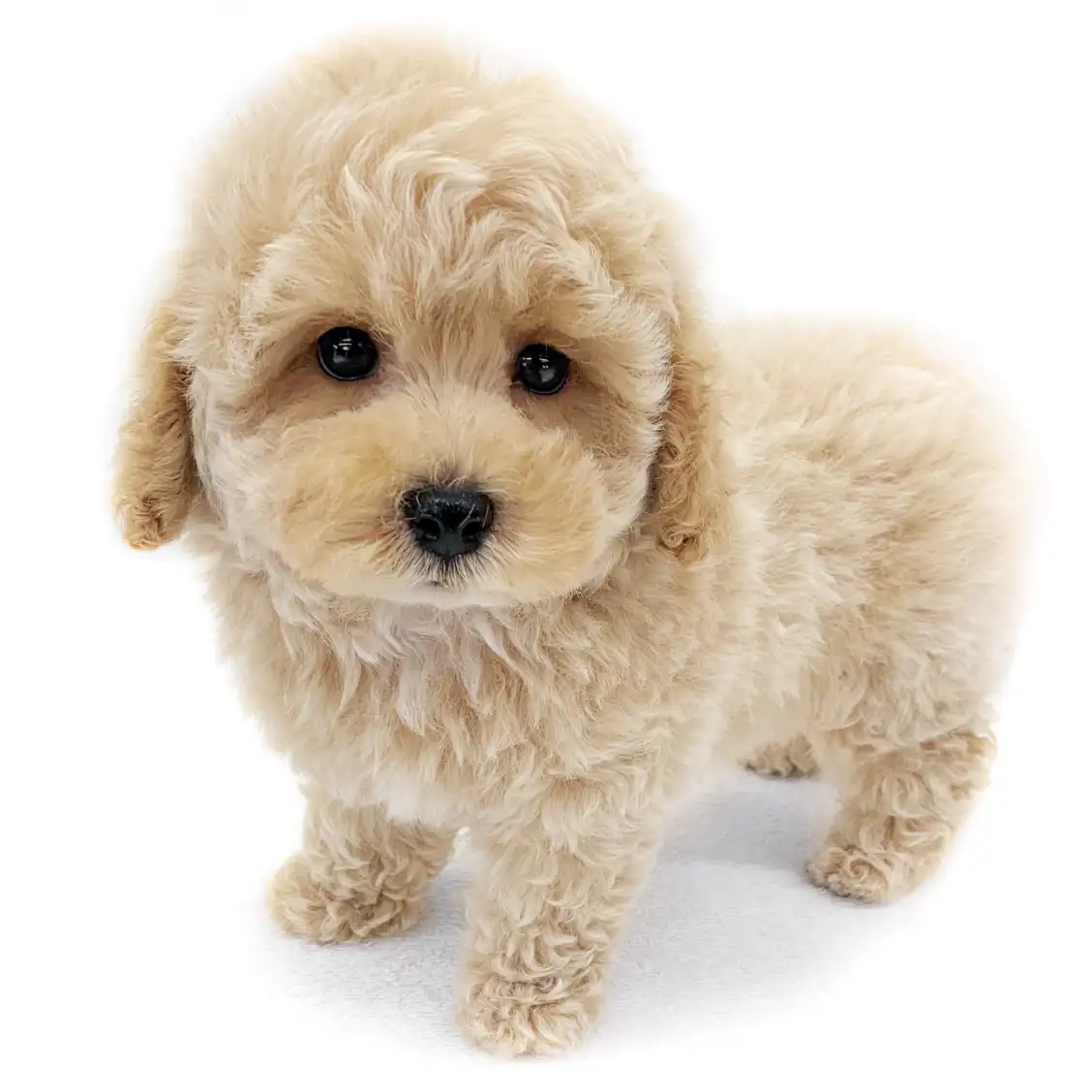 MIX(マルチーズ×トイプードル)