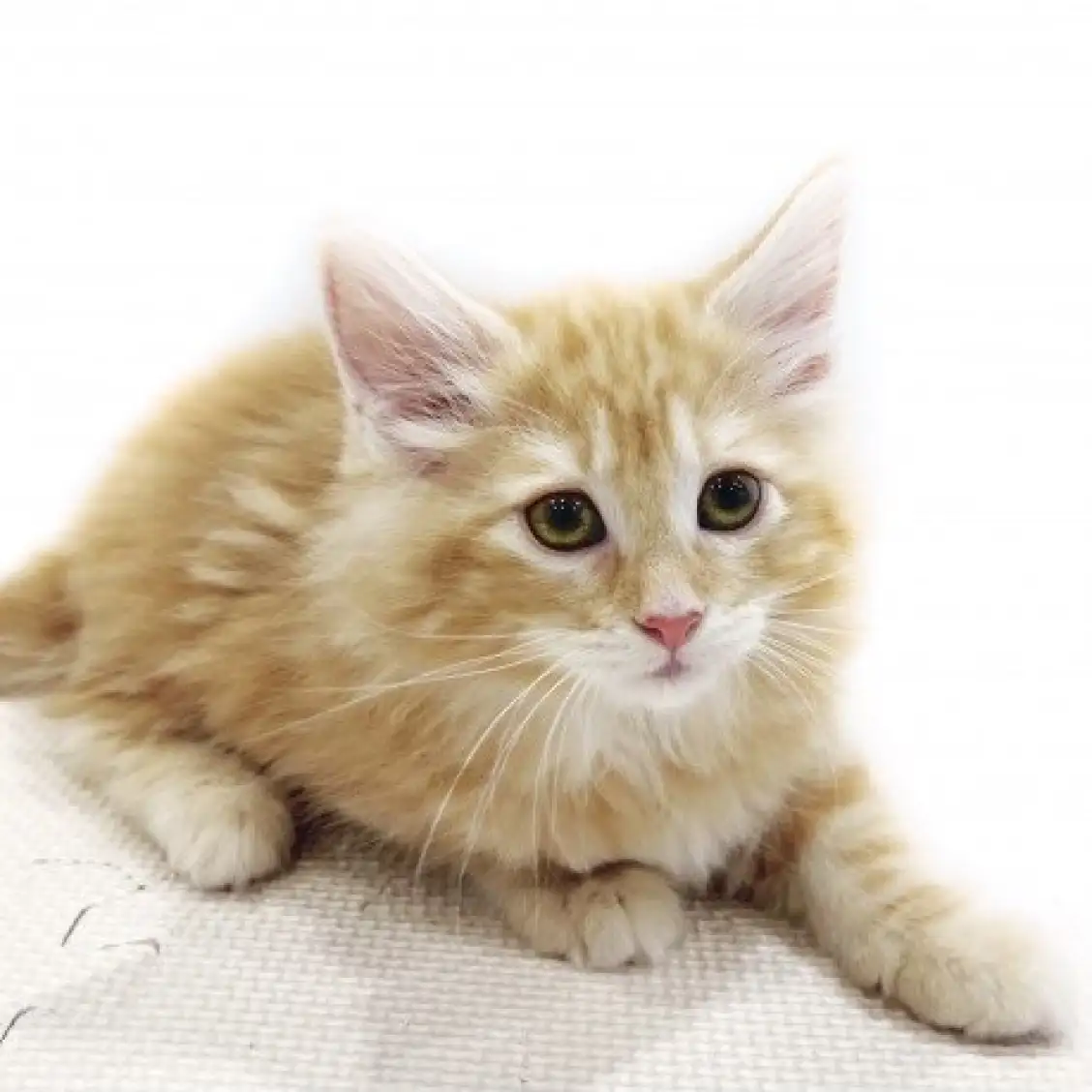 ノルウェージャンフォレストキャット