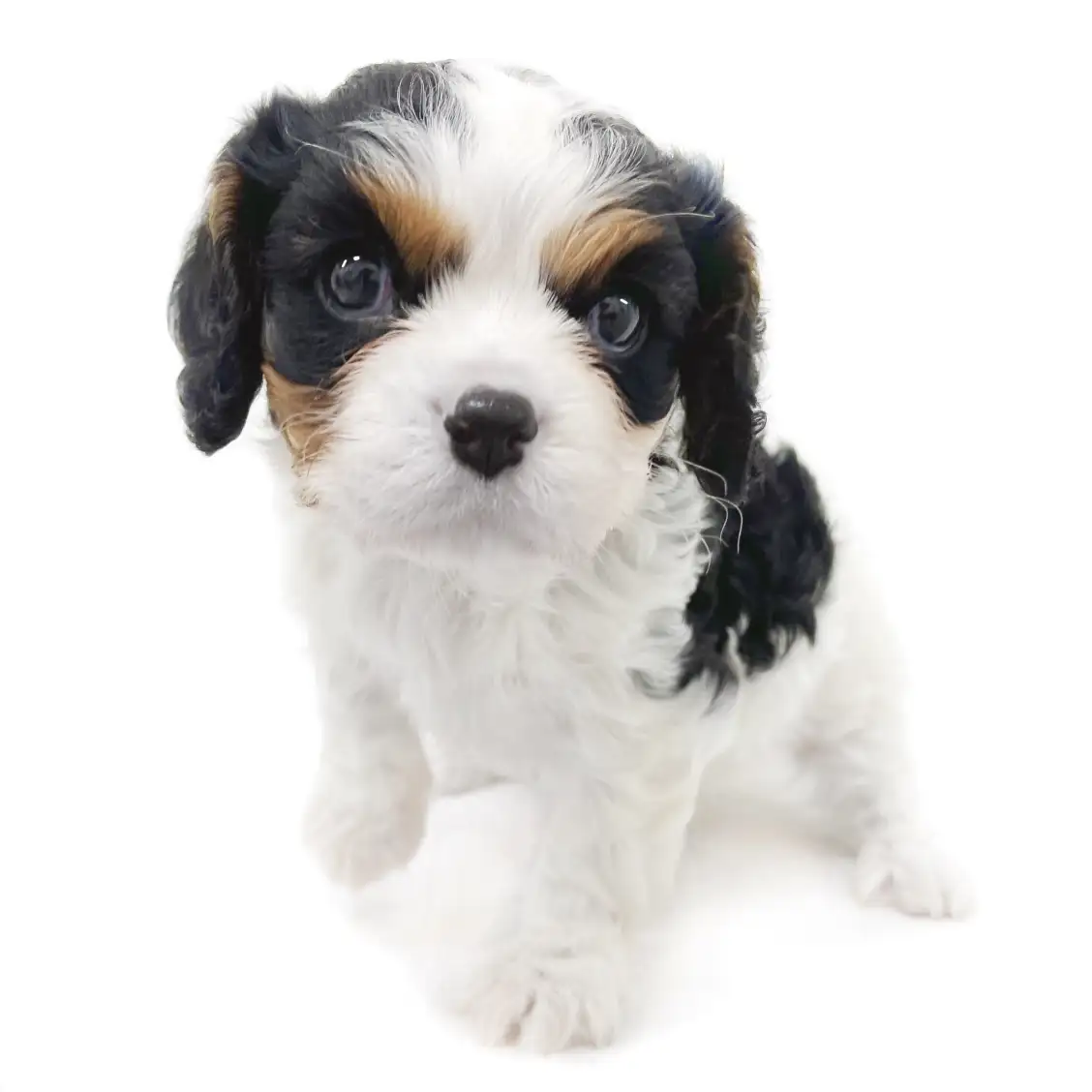 キャバリア・キングチャールズ・スパニエル