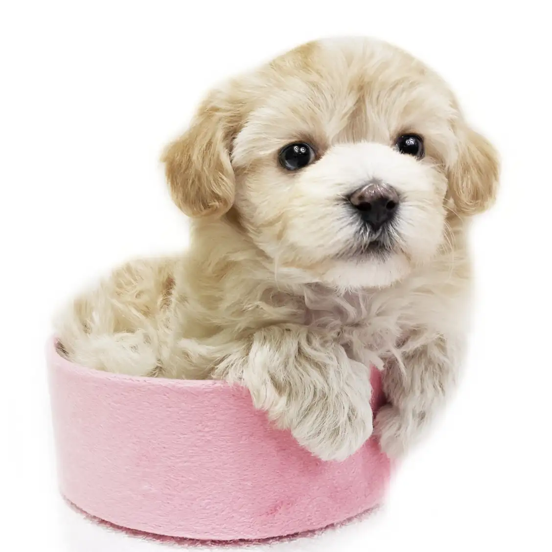 MIX(マルチーズ×トイプードル)