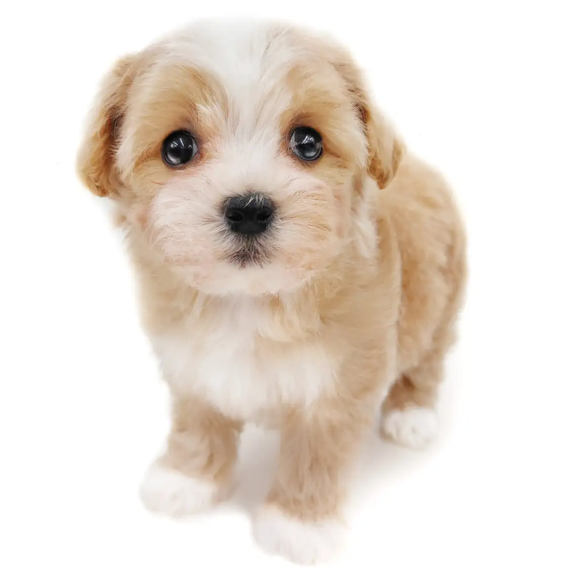 MIX(マルチーズ×トイプードル)