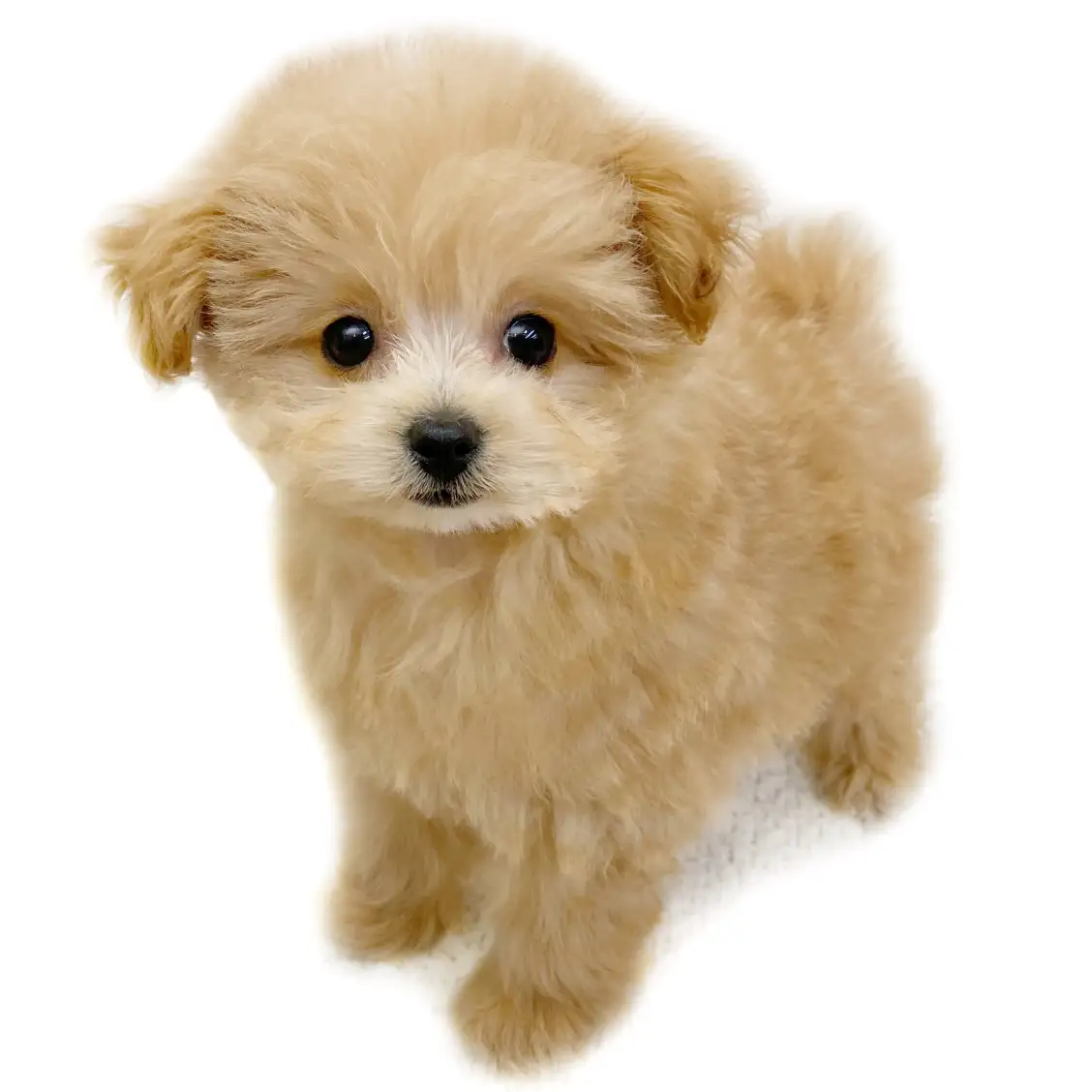 MIX（トイプードル×ポメラニアン）