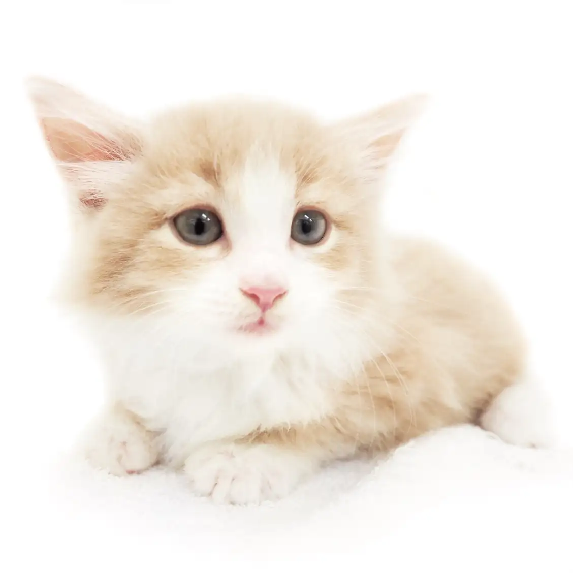 ノルウェージャンフォレストキャット