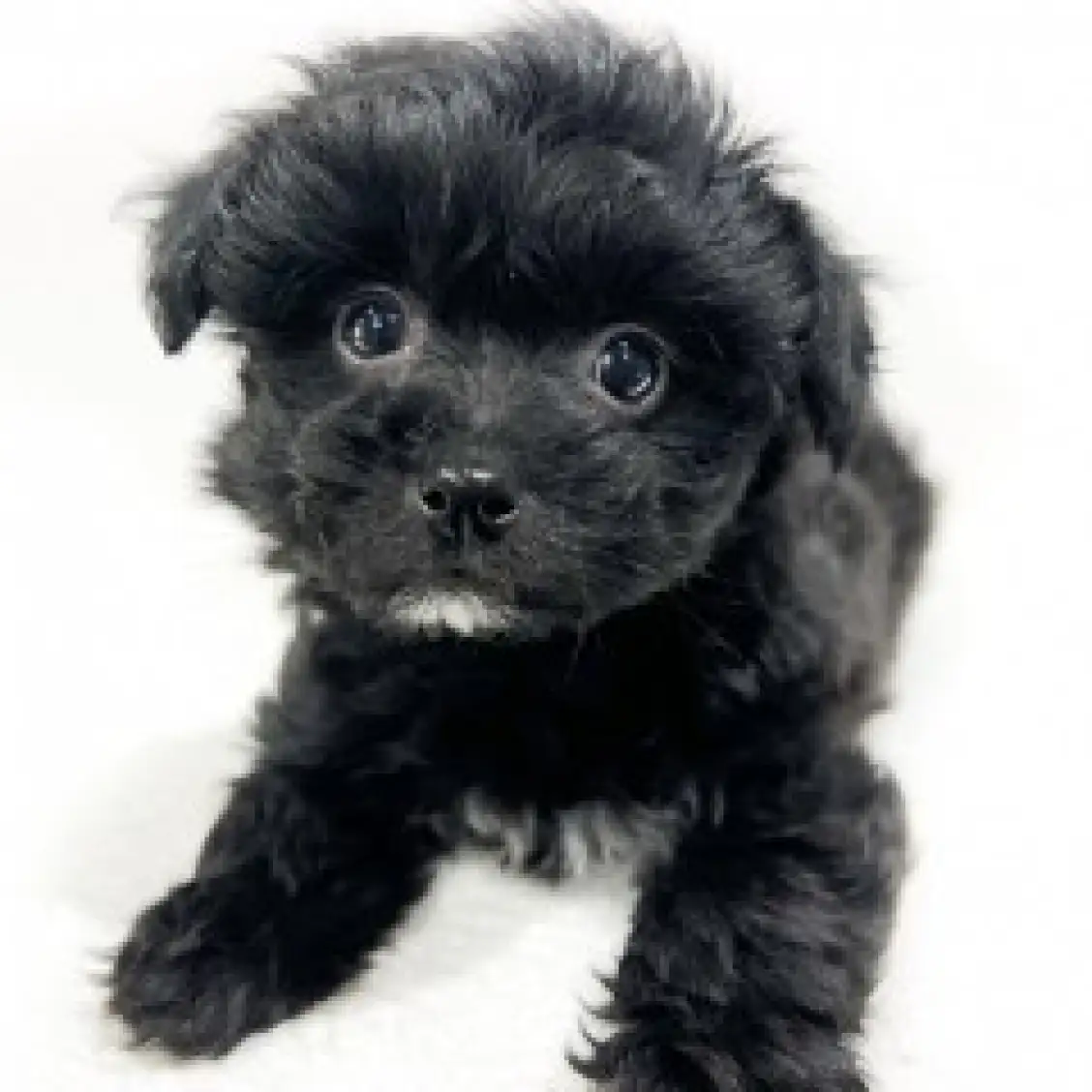 MIX（トイプードル×チワワ）