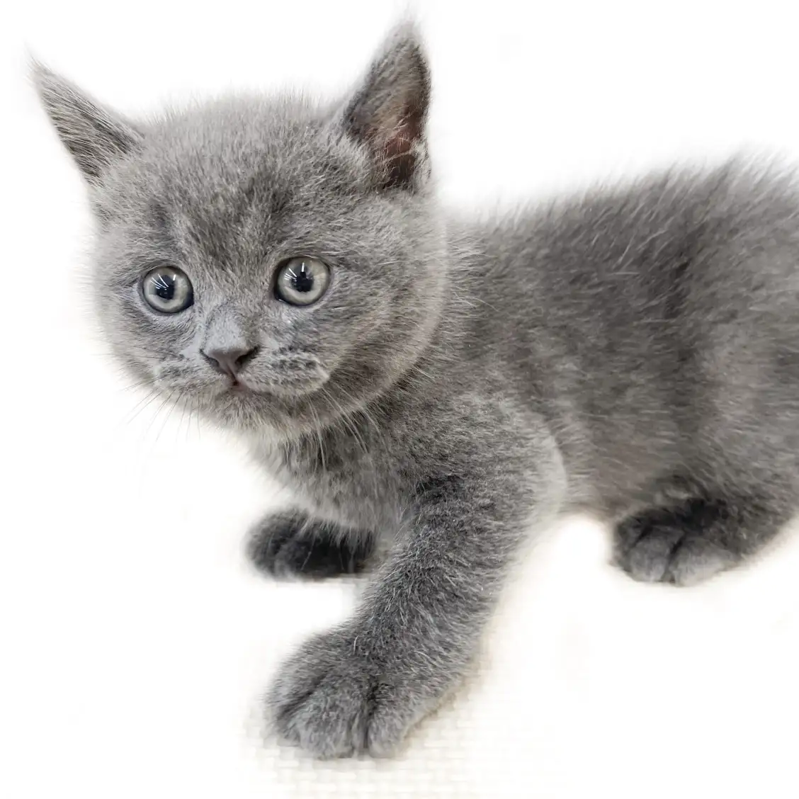 ブリティッシュショートヘア