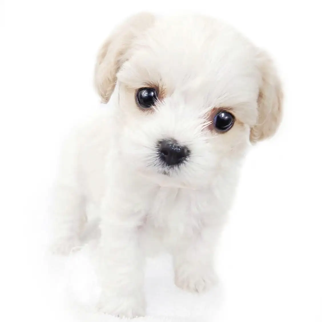 MIX(キャバリアキングチャールズスパニエル×ビションフリーゼ)