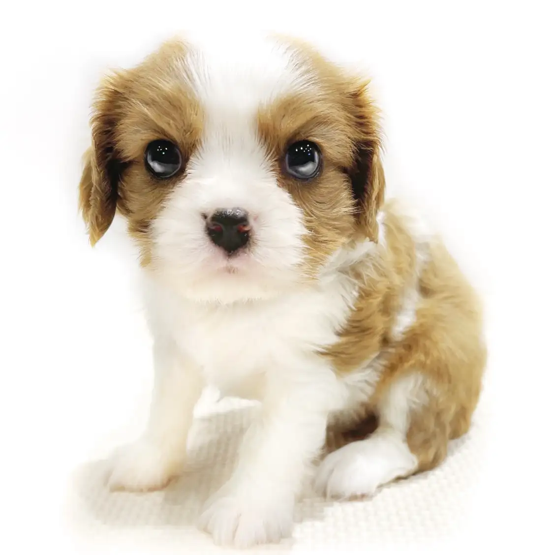 キャバリア・キングチャールズ・スパニエル