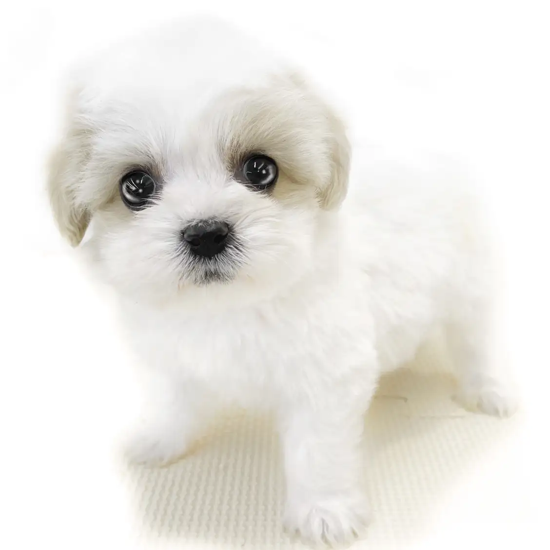 MIX(キャバリアキングチャールズスパニエル×ビションフリーゼ)