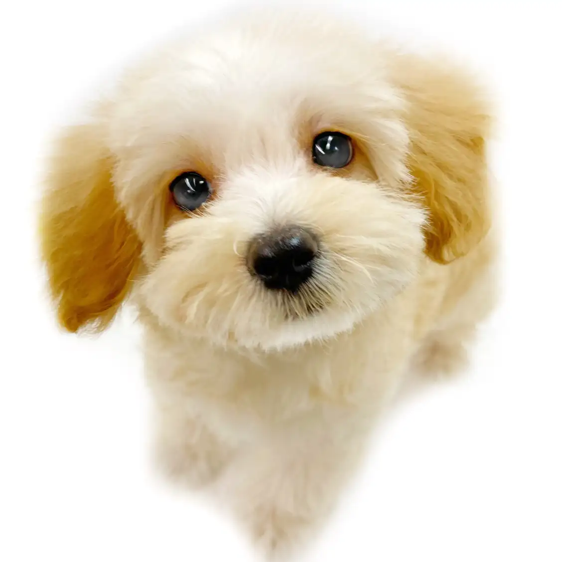 MIX(マルチーズ×トイプードル)