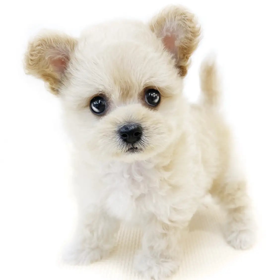 MIX（チワワ×トイプードル）