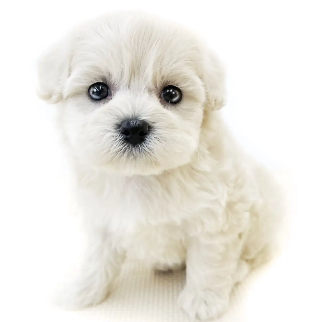 MIX(トイプードル×マルチーズ)