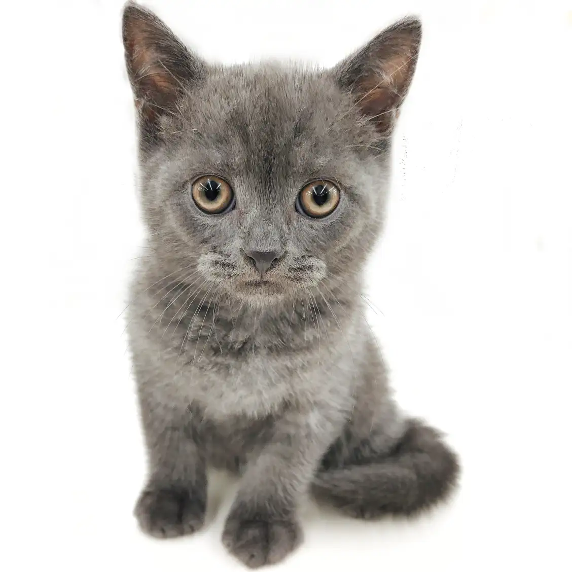 ブリティッシュショートヘア