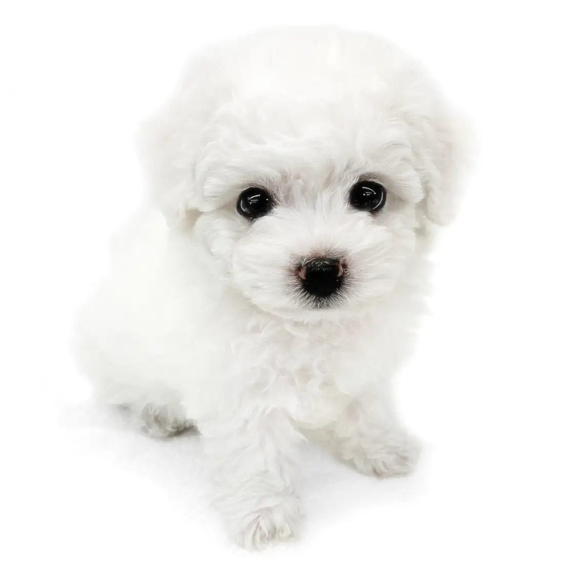 ビションフリーゼ