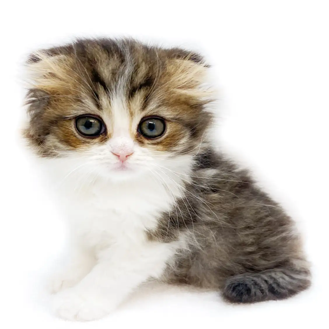 スコティッシュフォールド