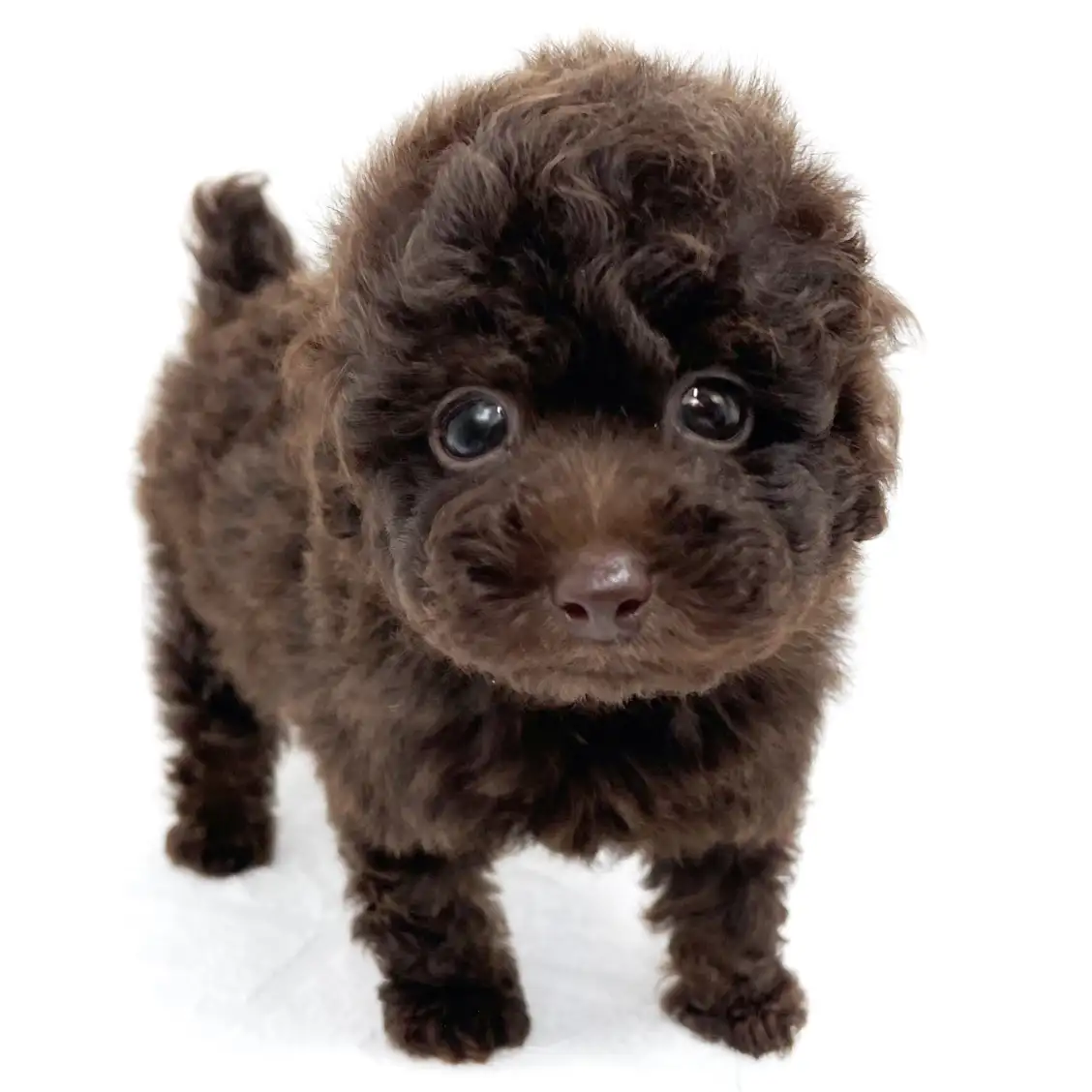 トイ・プードル