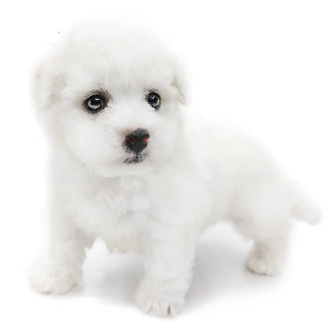 ビションフリーゼ