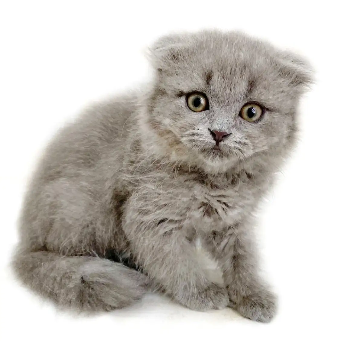 スコティッシュフォールド