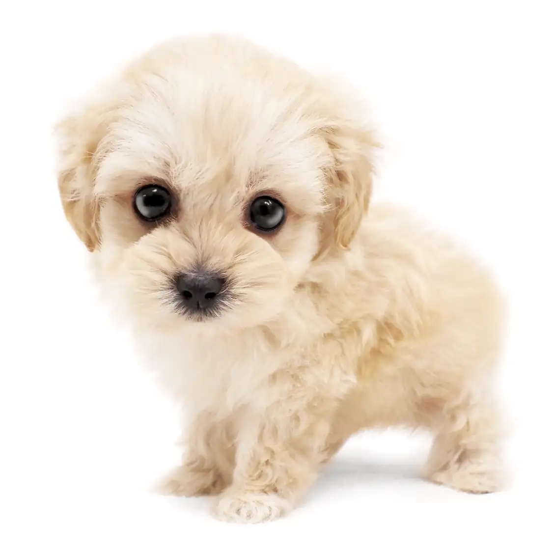 MIX(マルチーズ×トイプードル)