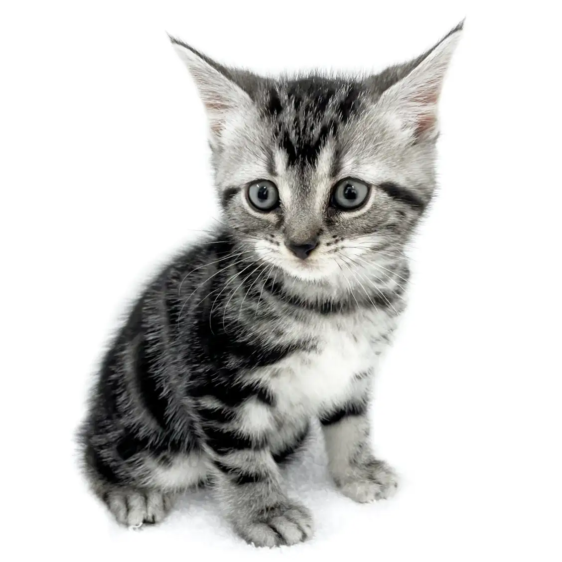 アメリカンショートヘア