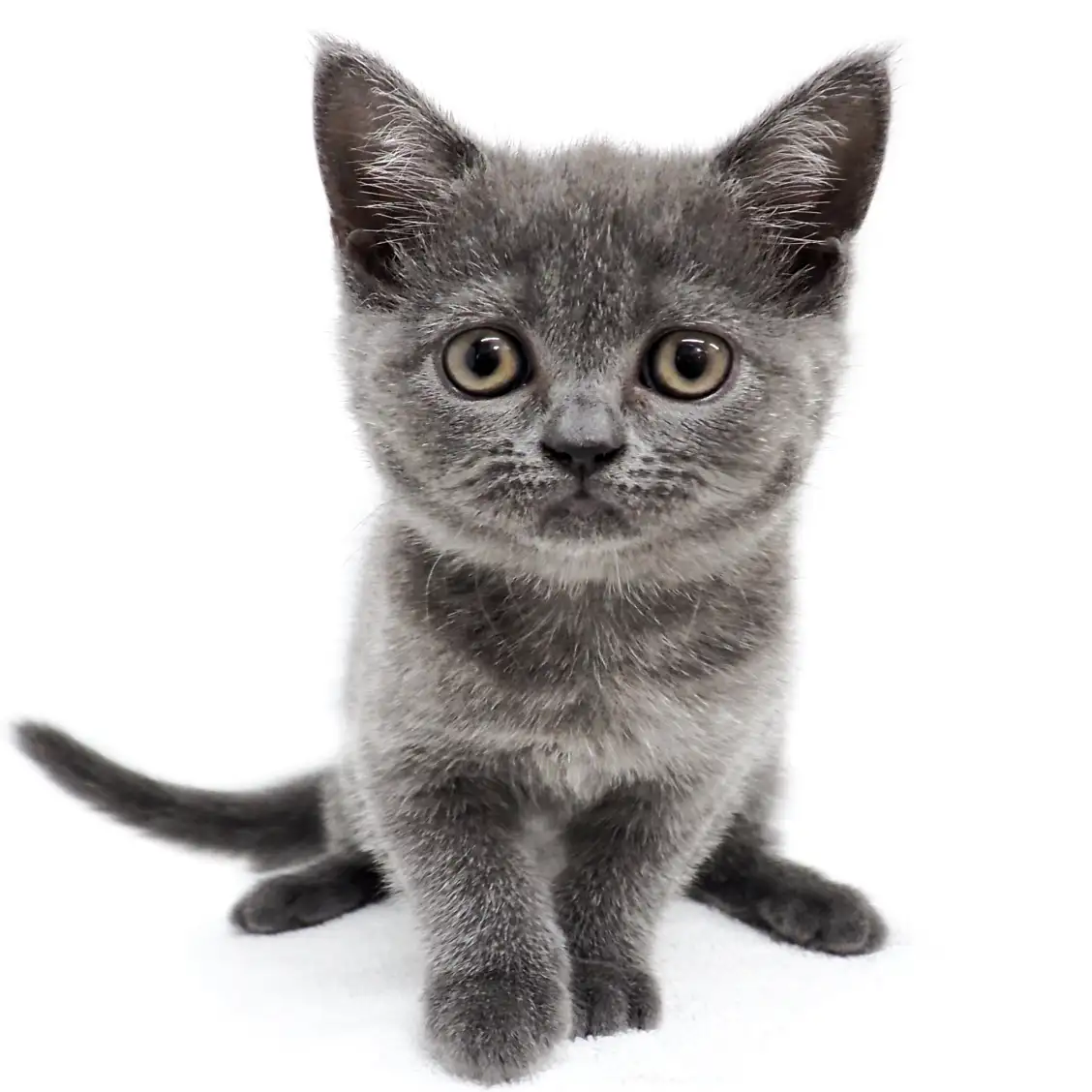 ブリティッシュショートヘア