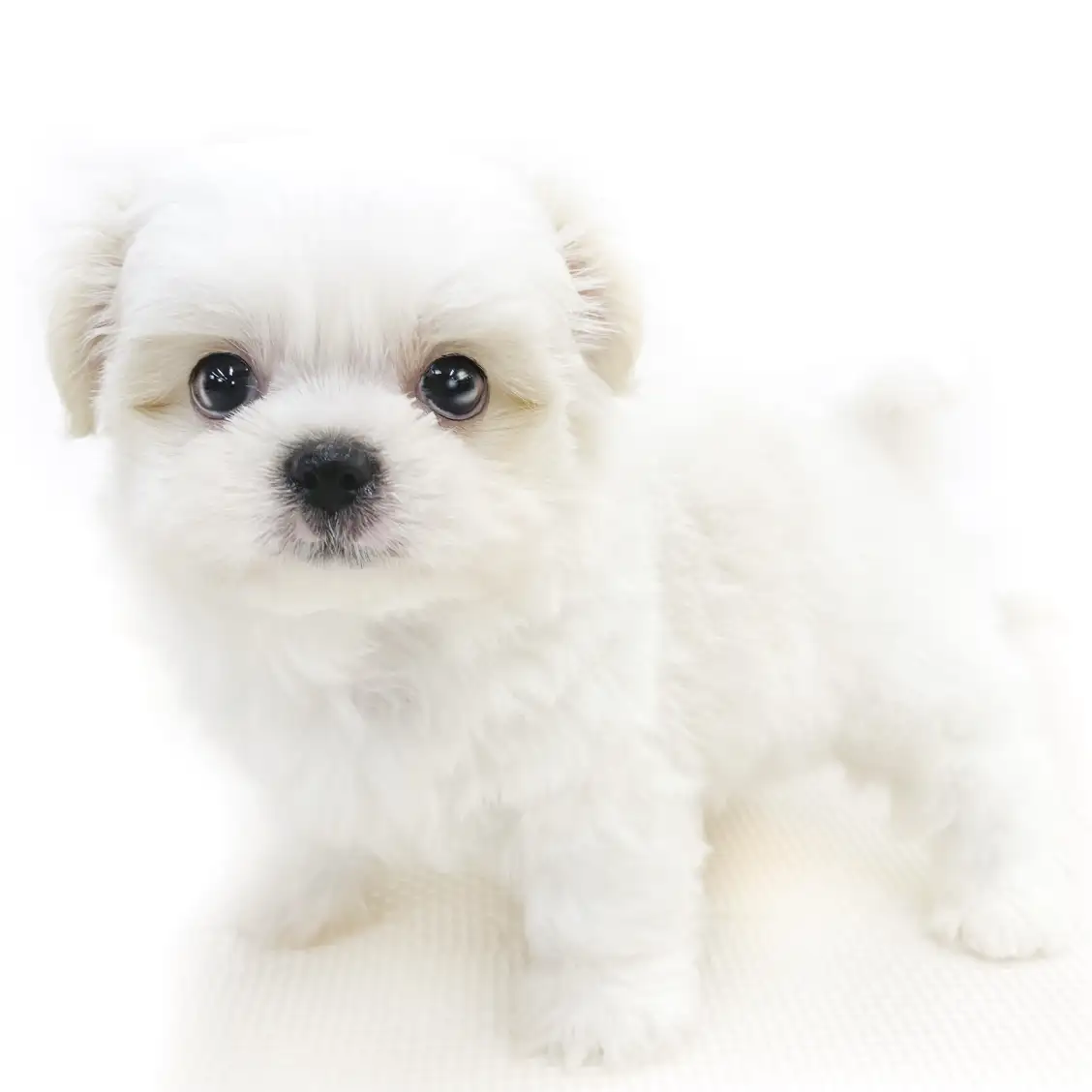 MIX(ペキニーズ×チワワ)