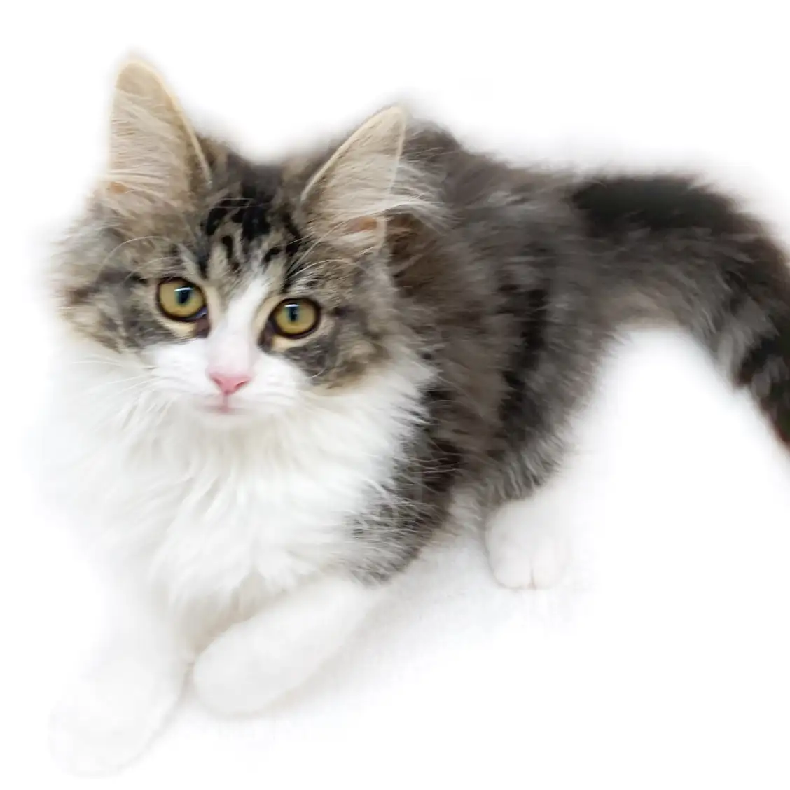 ノルウェージャンフォレストキャット