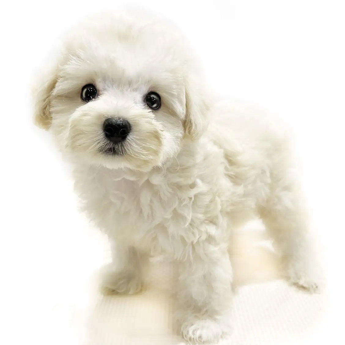 MIX(マルチーズ×トイプードル)